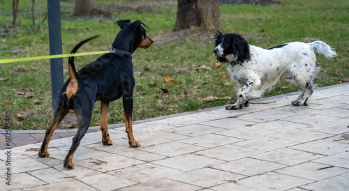 Photography Big and small dogs are friends on street