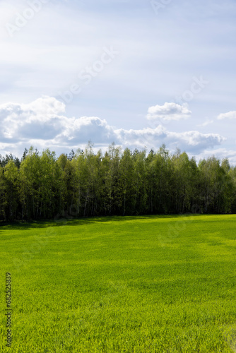 a field with green cereals in the spring season