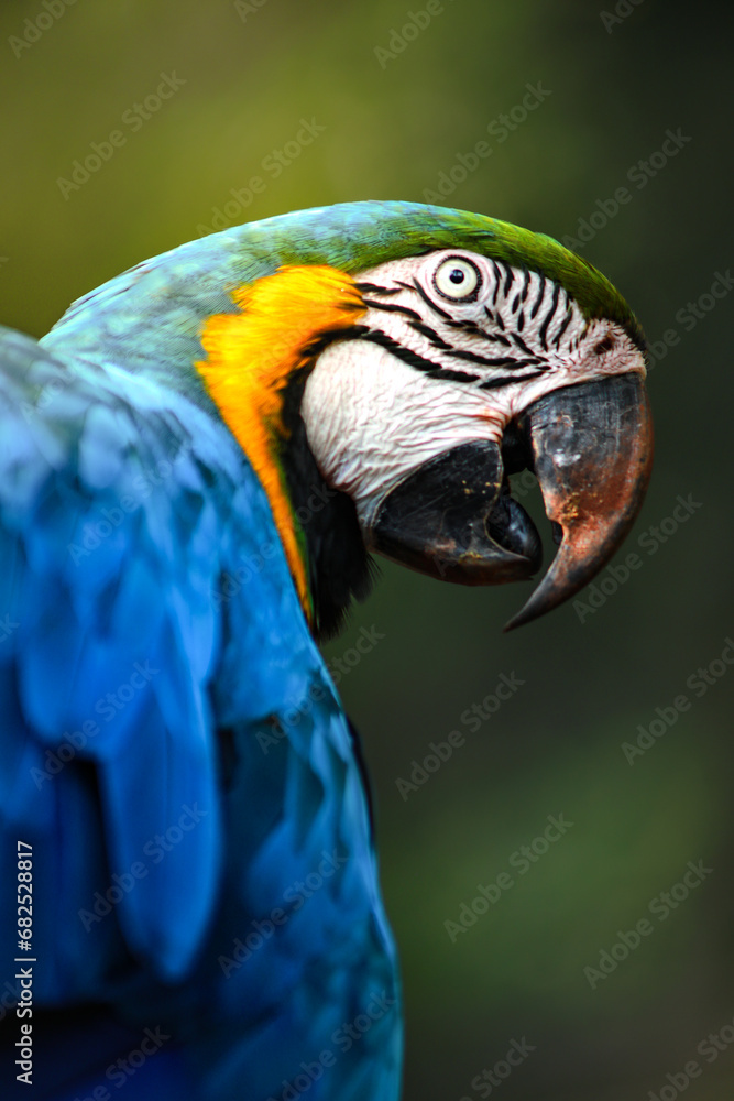 Fototapeta premium Arara 