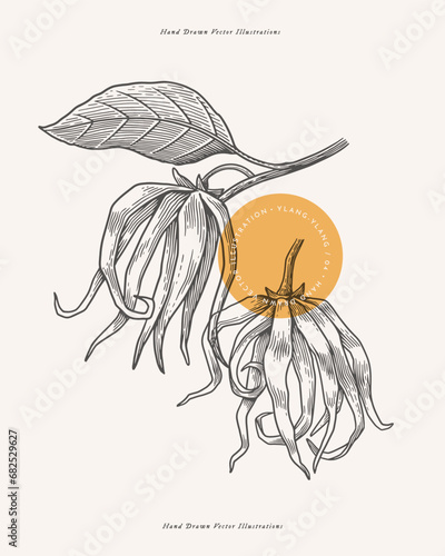 Tropical ylang-ylang tree flowers in engraving style. Beautiful ornamental plant, vector illustration. Botanical illustration for floral design in perfumery and cosmetology.