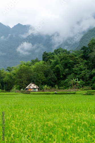 the rice fields of Mai Chau