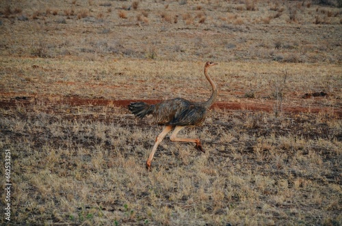 Canvas Print ostrich in the wild