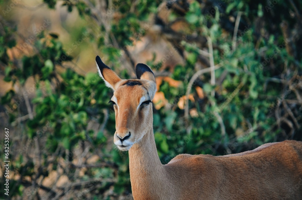 impala in the savannah