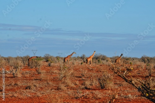 Canvas Print giraffes in the savannah