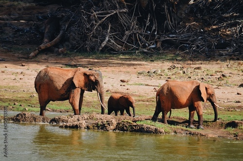Photography herd of elephants