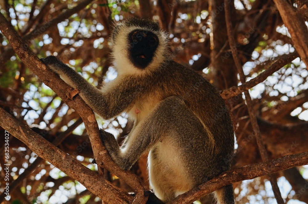 Obraz premium Monkey in a Tree