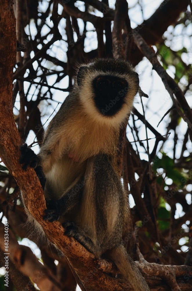 Fototapeta premium Monkey in a Tree