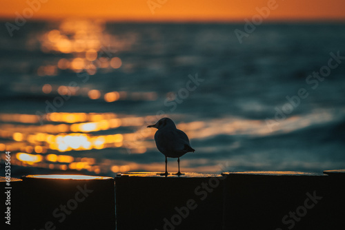 Ptak o zachodzie słońca.