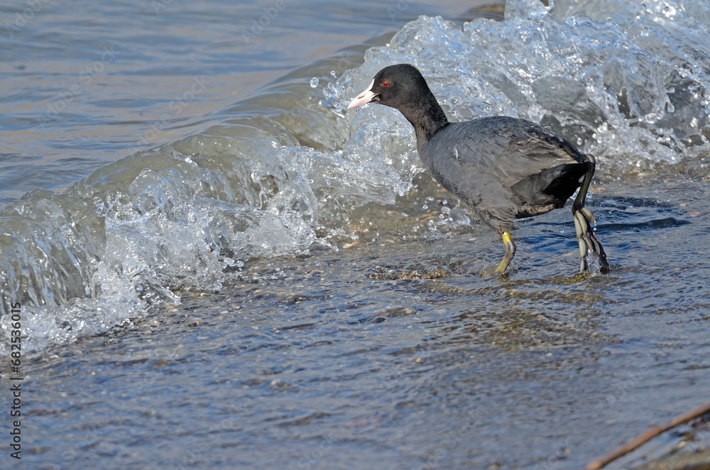 Eurasian Coot (Fulica atra) feeding on the lake shore. Eurasian Coot (Fulica atra) feeding on the lake shore.