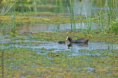 Eurasian Coot (Fulica atra) feeding its young in the lake.