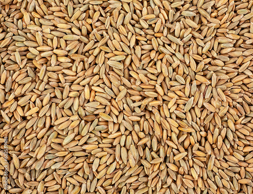 Background from dry winter rye grains, top view. Rye grain texture.