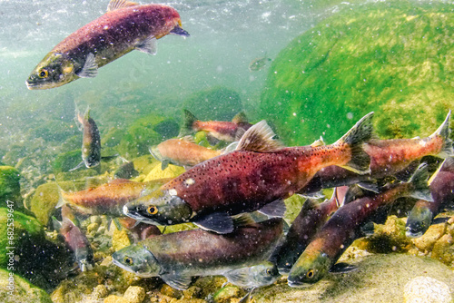 Kokanee, a landlocked form of sockeye salmon, breeding in Big Creek, Fresno County, California. photo