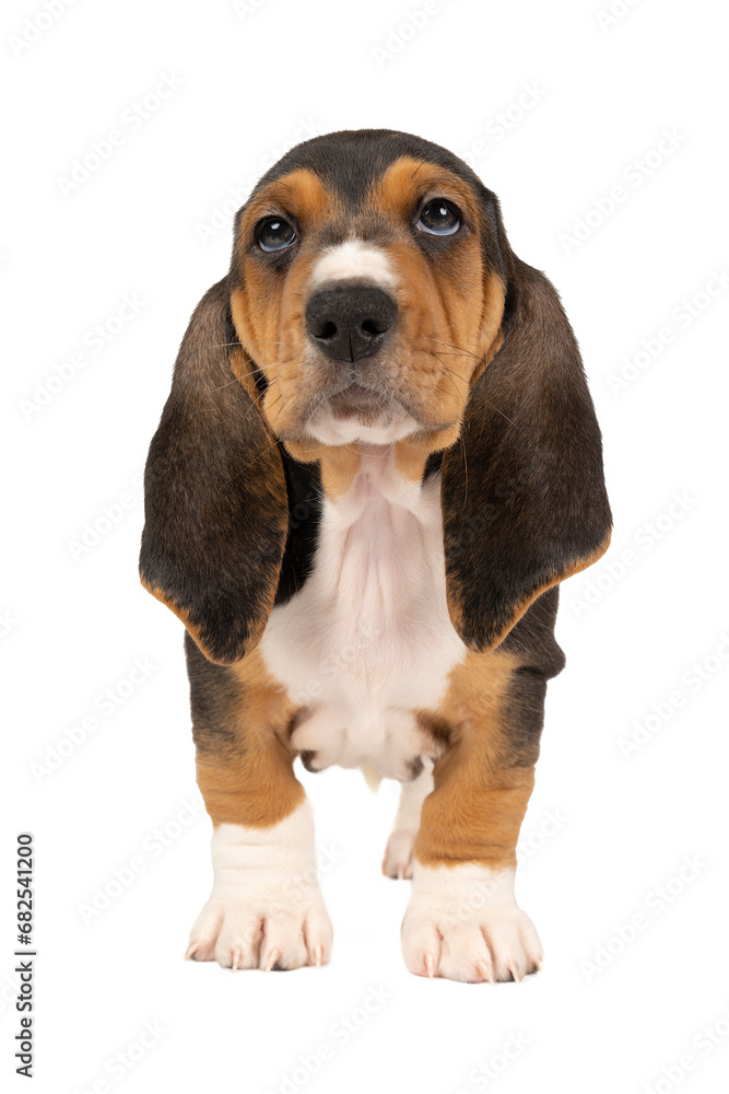French basset artesien normand puppy standing looking up and seen from the front isolated on a white background