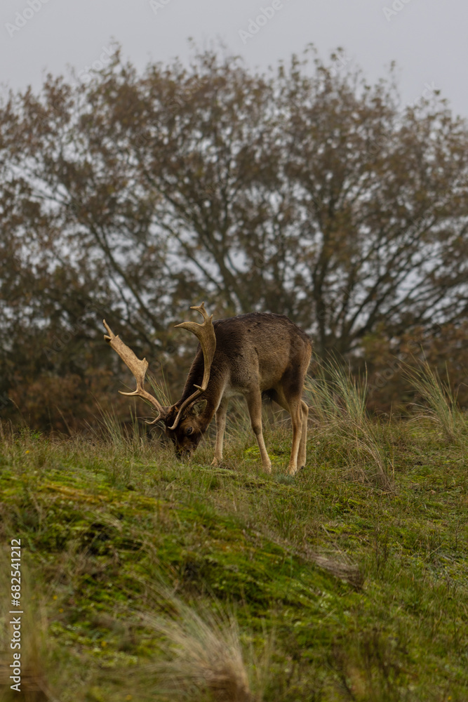Beautiful deer with big horns walk in the forest, park. Deer eat grass. Beautiful foggy morning. Deer graze on the lawn. National Park with animals, deer. Beautiful deer with big horns walk in the forest, park. Deer eat grass. Beautiful foggy morning. Deer graze on the lawn. National Park with animals, deer.