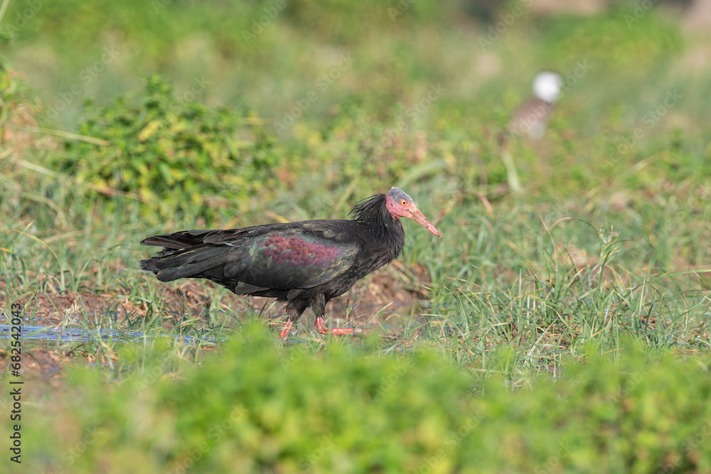 Northern Bald Ibis (Geronticus eremita) feeding in a field in Birecik, Turkey. Northern Bald Ibis (Geronticus eremita) feeding in a field in Birecik, Turkey.