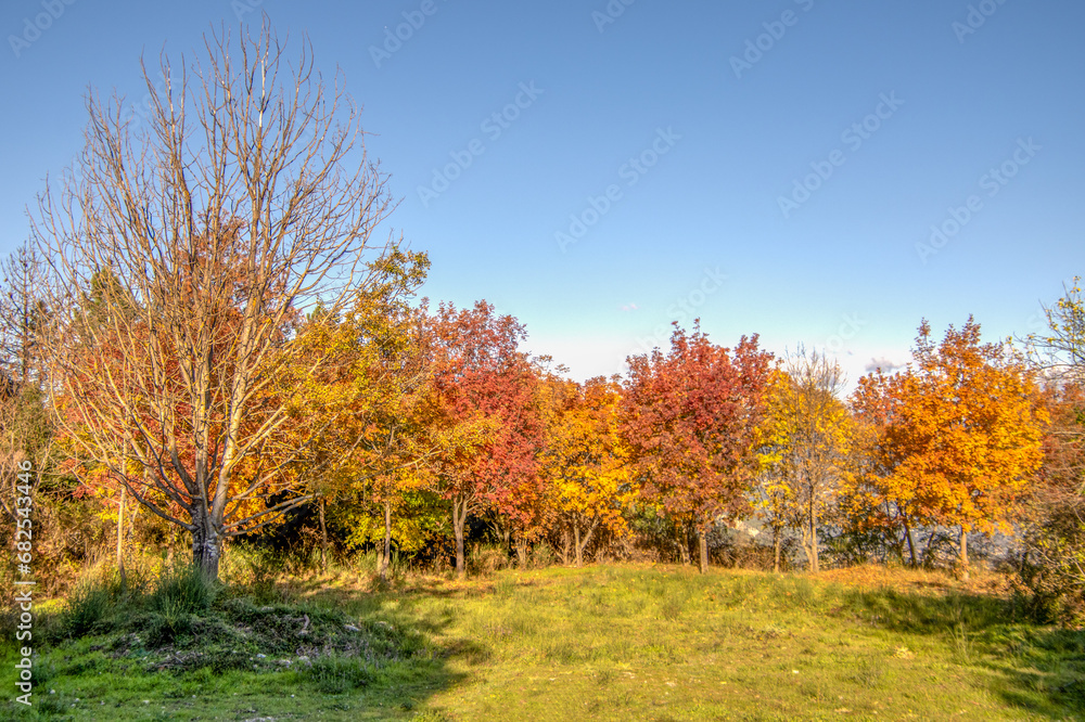 Magnifique photo aux couleurs dorées de l'automne