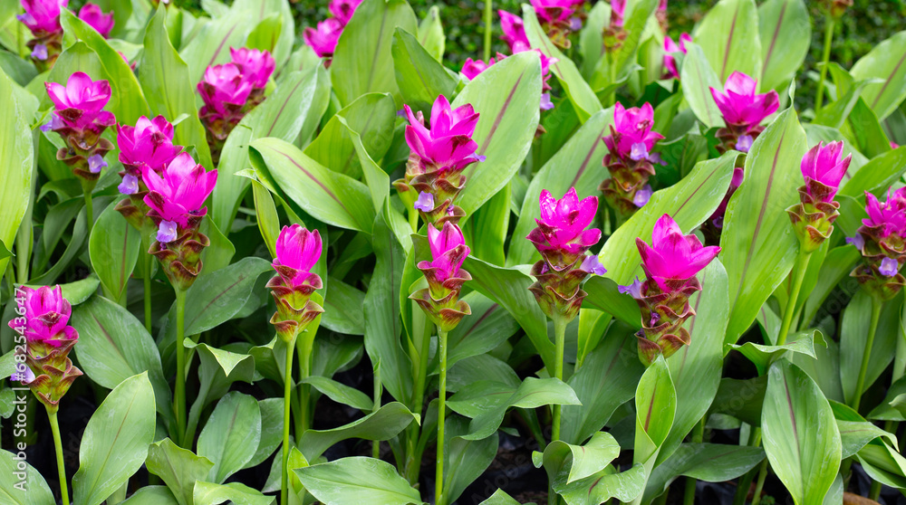 Pink flower of curcuma sessilis gage plant Pink flower of curcuma sessilis gage plant