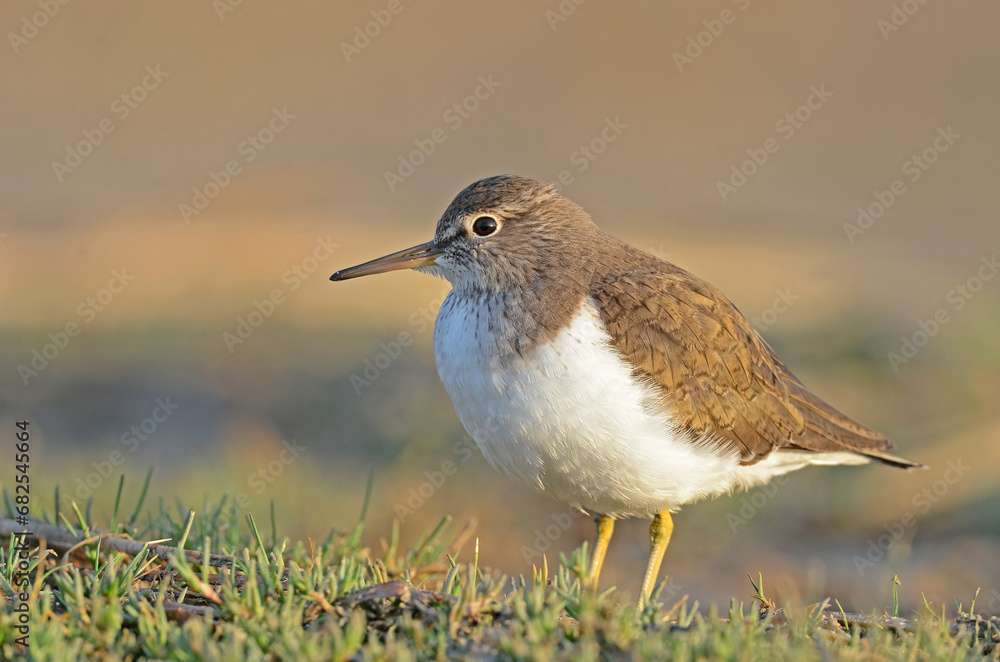 Common Sandpiper (Actitis hypoleucos) feeding in a wetland. Common Sandpiper (Actitis hypoleucos) feeding in a wetland.