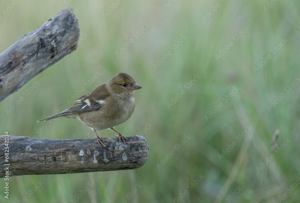 the female common chaffinch on the branch the female common chaffinch on the branch