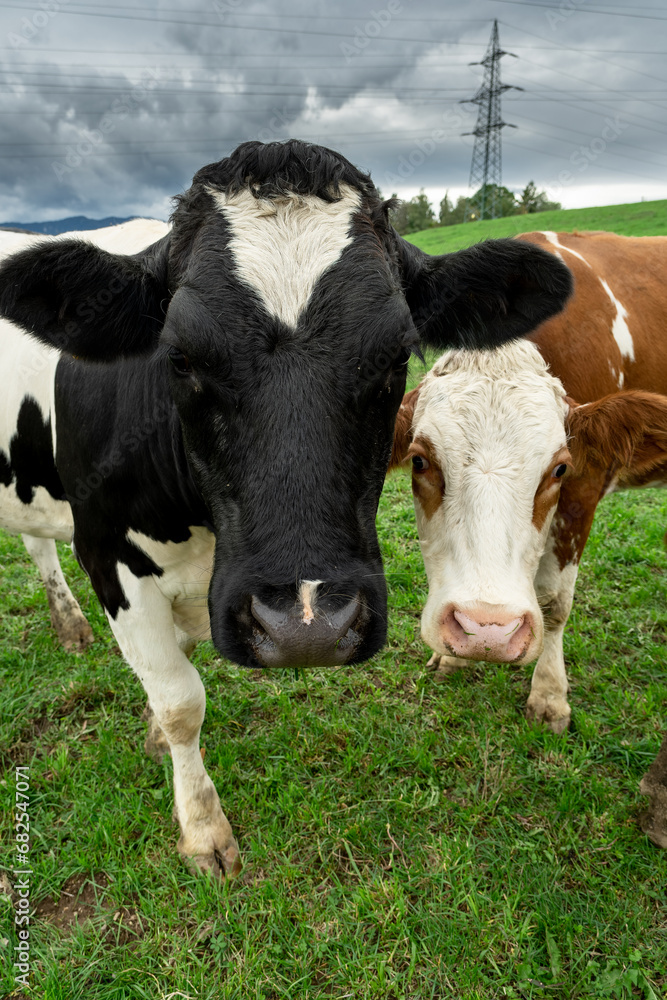 Two cows looking at the camera Two cows looking at the camera