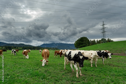 Cows under stormy sky and power lines