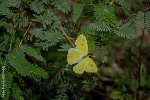 Cloudless Sulpher Butterfly photo