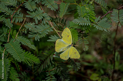 Obraz na plátne Cloudless Sulpher Butterfly