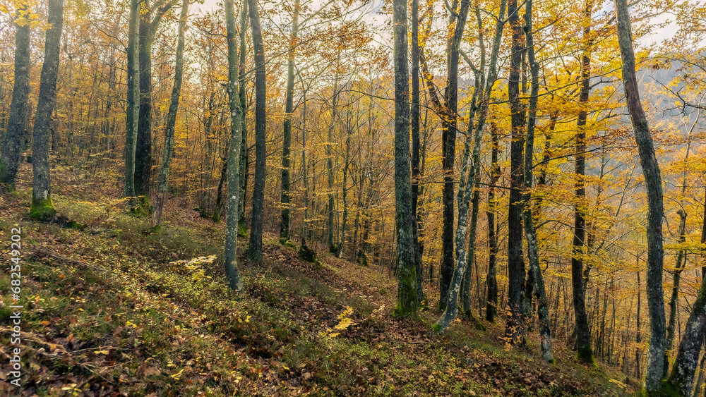 Obraz premium Yellow forest in late autumn