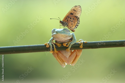 frogs, butterflies, a cute frog and a beautiful butterfly on its head ​