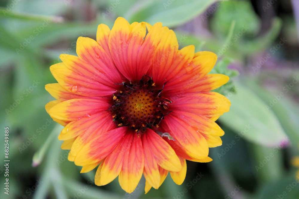 A view of a Flower in a garden A view of a Flower in a garden
