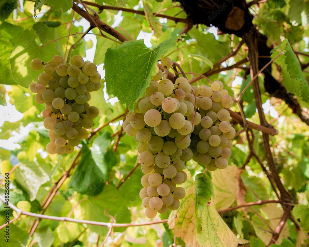 Grapes in his tree.