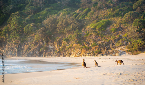 Australian native Kangaroo family gather on the beach at dawn on Stradbroke Island, Queensland photo