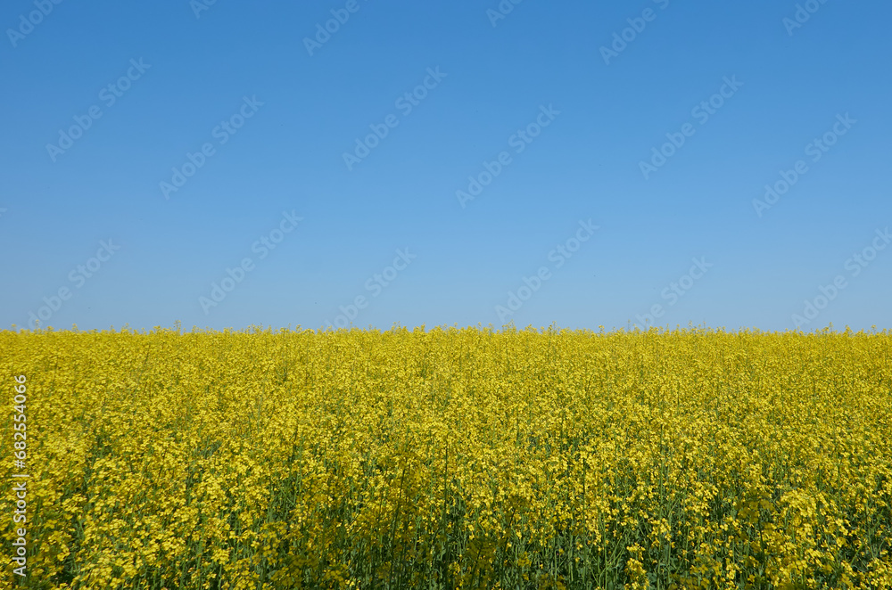 yellow rapeseed growing in a field on a farm