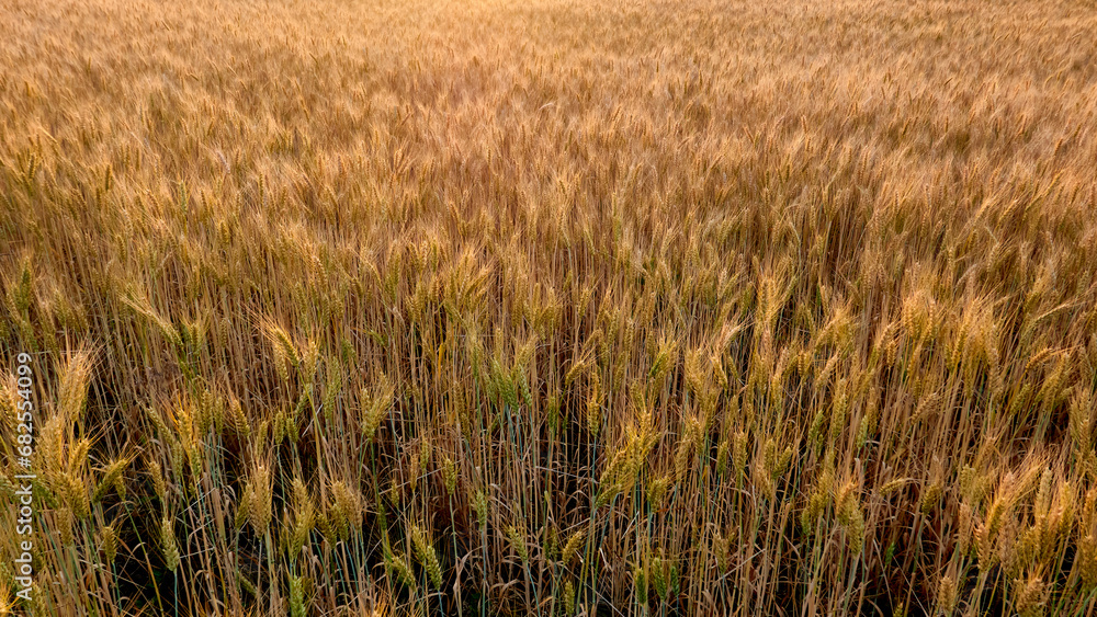 Obraz premium wheat growing in a field on a farm