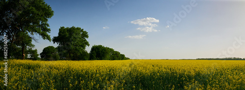 yellow rapeseed growing in a field on a farm