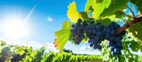 In the vibrant vineyard, under the scorching summer sun, the foliage of the grapevines danced in the green fields, reflecting the sky's vivid blue as they absorbed the nourishing sun rays, promoting