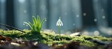 In the midst of a winter forest, a delicate white flower known as the Snowdrop, or Galanthus Nivalis, emerges from the white snow, adding a touch of ethereal beauty to the green and wild nature of the