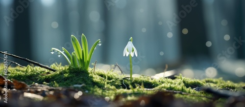 In the midst of a winter forest, a delicate white flower known as the Snowdrop, or Galanthus Nivalis, emerges from the white snow, adding a touch of ethereal beauty to the green and wild nature of the