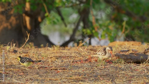 A red-billed hornbill (Tockus erythrorhynchus) and crested barbet (Trachyphonus vaillantii) foraging together. photo