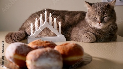 Scottish Straight eared Cat celebrate the Jewish holiday of Hanukkah at home with sweet donuts.  photo