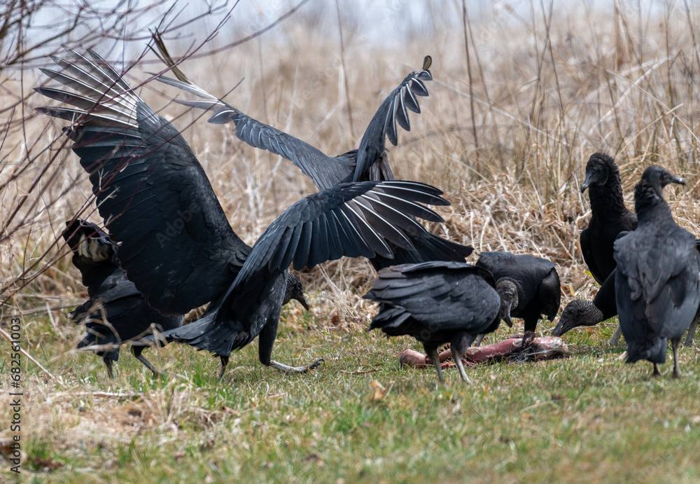 Obraz premium Vultures eating dead carcass