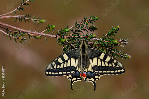The wonderful Swallowtail butterfly (Papilio machaon)