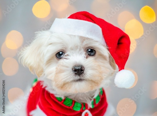 Creative animal concept. Maltese dog puppy in Santa Claus, Christmas Holiday outfit isolated with Christmas tree on the background, advertisement, copy text space. Xmas Celebration Concept