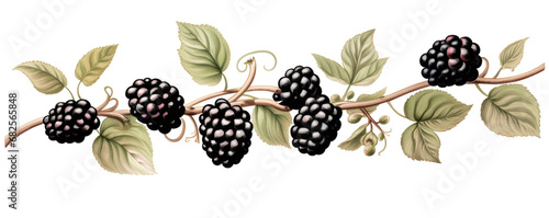Illustration of ripe blackberries on a branch, transparent background (PNG)
