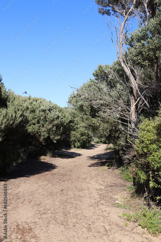 Fototapeta premium sandy path through coastal tea trees