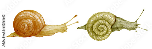Set of watercolor snails. Vector graphics.