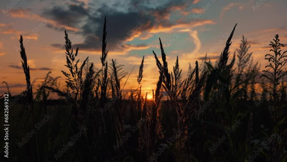 golden sunset , sunset on meadow , tall grass growing , sundown