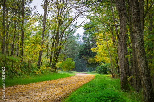 Road in the woods with yellow autumn motives and green vegetation