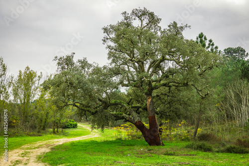 Beautiful huge cork tree in the countryside of Chamusca - Portugal