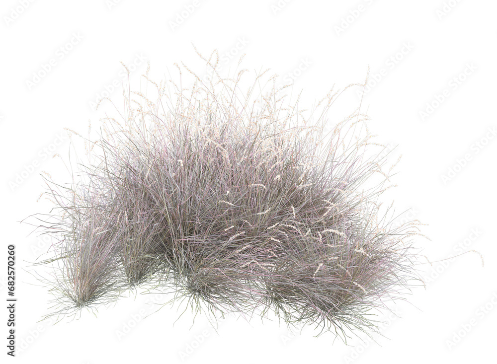 Various types of dried plants grass bushes shrub and small plants isolated	
